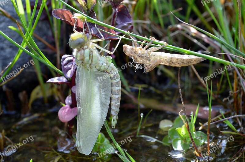 Dragonfly Birth Vacuum Sleeve Larva Insect