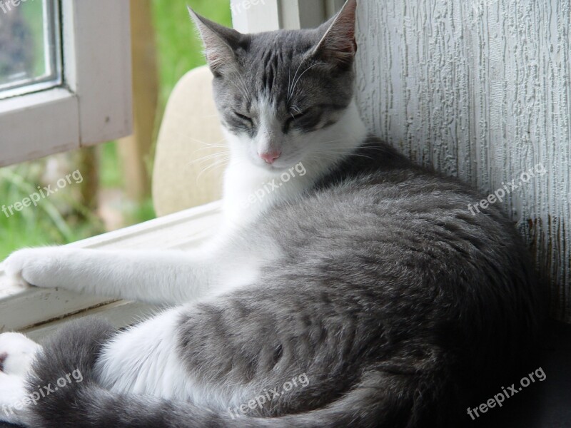 Domestic Cat Cat Relax Doze Grey