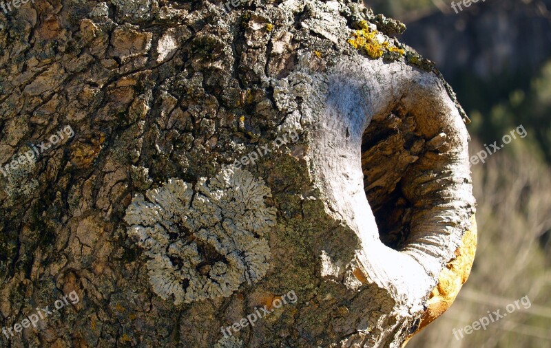 Trunk Wood Tree Macro Nature