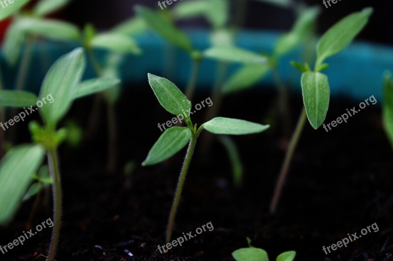 Tomatoes Grow Planting Gardening Free Photos