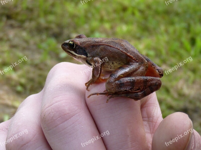 Agile Frog Frog żabka Hand Animal