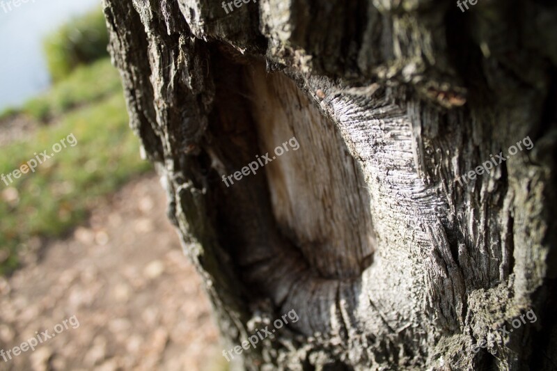 Tree Konar Park Free Photos