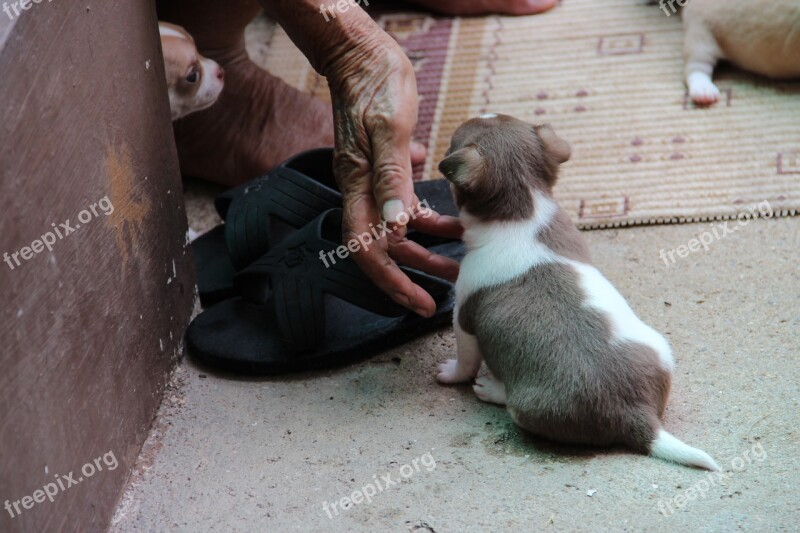 Chihuahua Dog Pet Breed Puppy