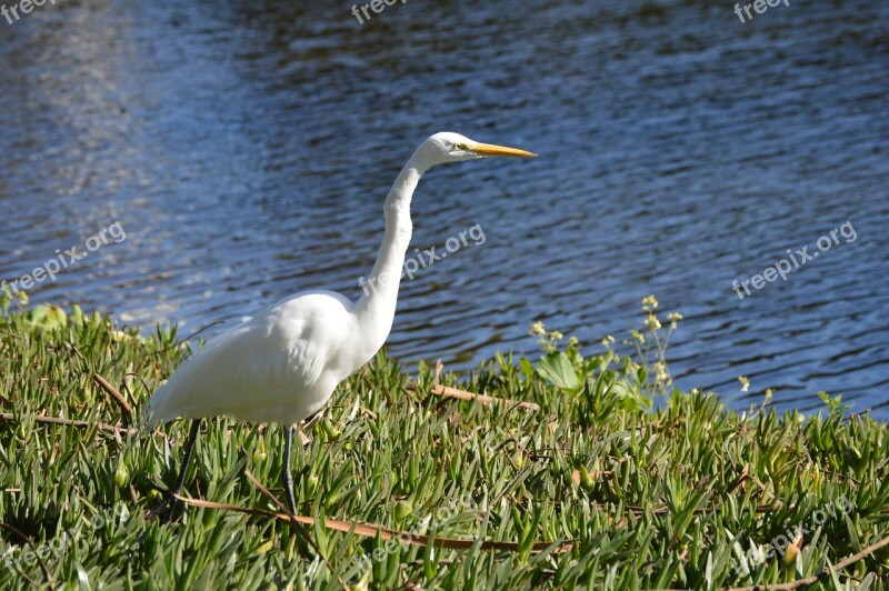 Egret White Avian Bird Free Photos