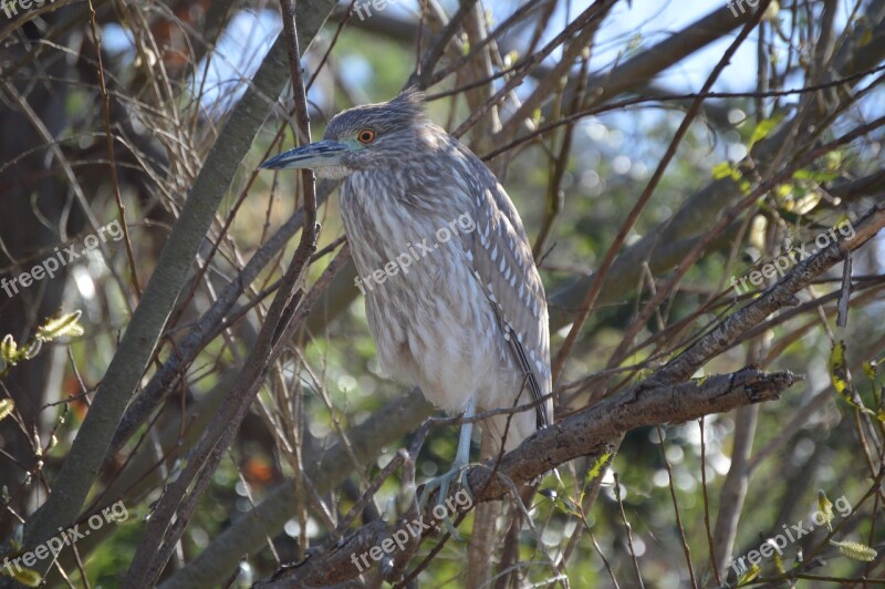 Black-crowned Night-heron Heron Avian Bird Perched