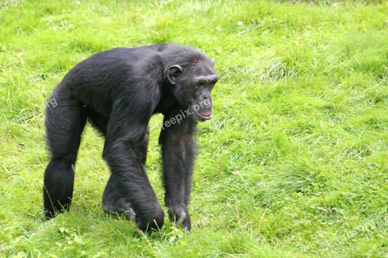 Chimpanzee Monkey Zoo Primate Black