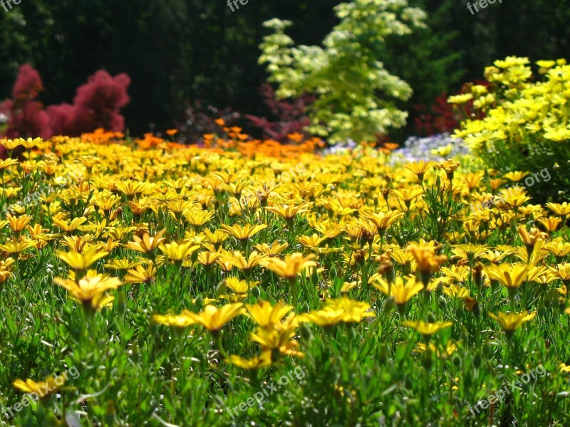 Rudbeckia Garden Susan Black-eyed Spring