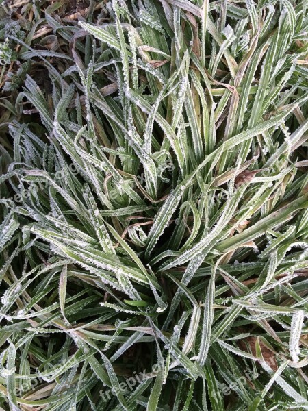 Grass Frost Green Free Photos