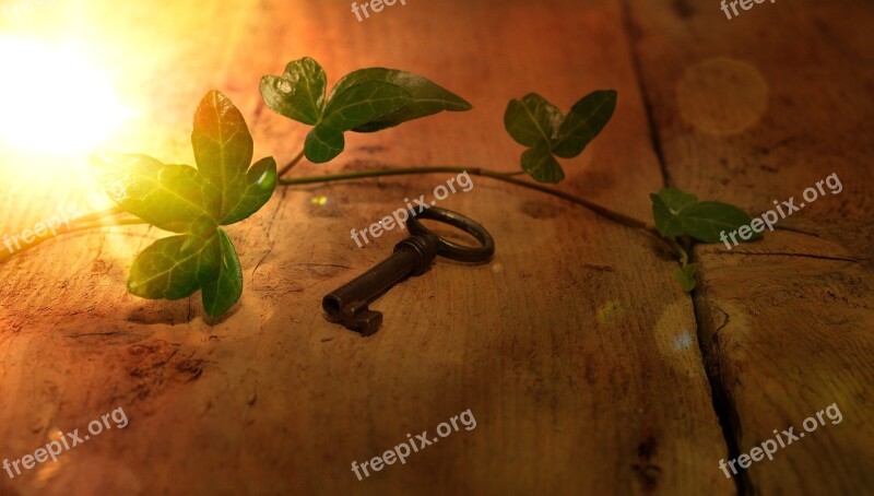 Key Old Ivy Wood Floor Sunlight