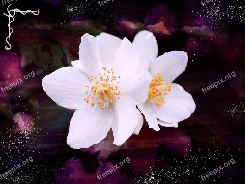 Jasmin Mock Orange Flowers White Ornamental Shrub