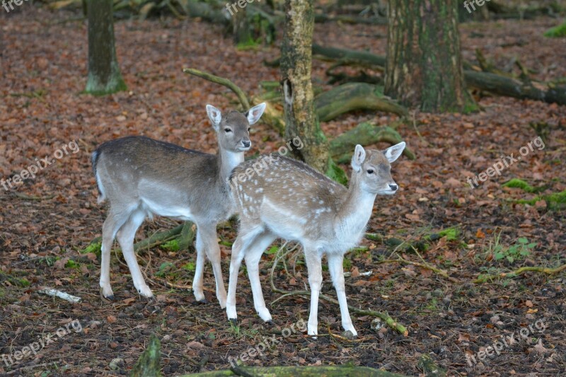 Fallow Deer Kitz Roe Deer Forest Nature