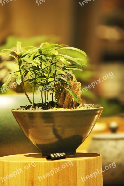 Bonsai Potted Plants Fresh The Party Free Photos