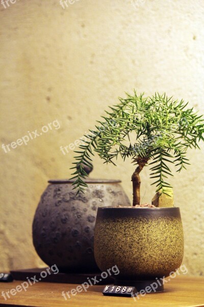 Bonsai Potted Plants Fresh The Party Free Photos