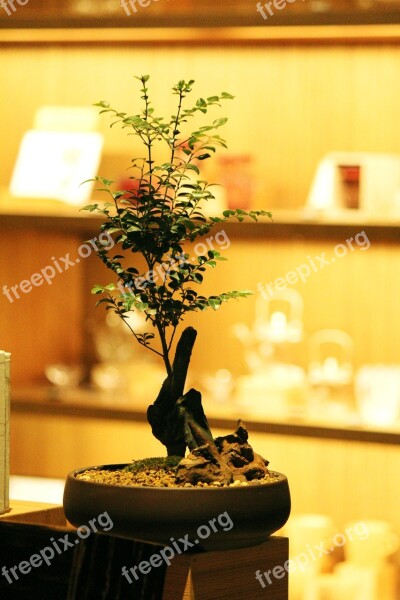 Bonsai Potted Plants Fresh The Party Free Photos