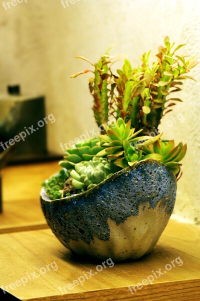 Potted Plants Fresh The Party Free Photos