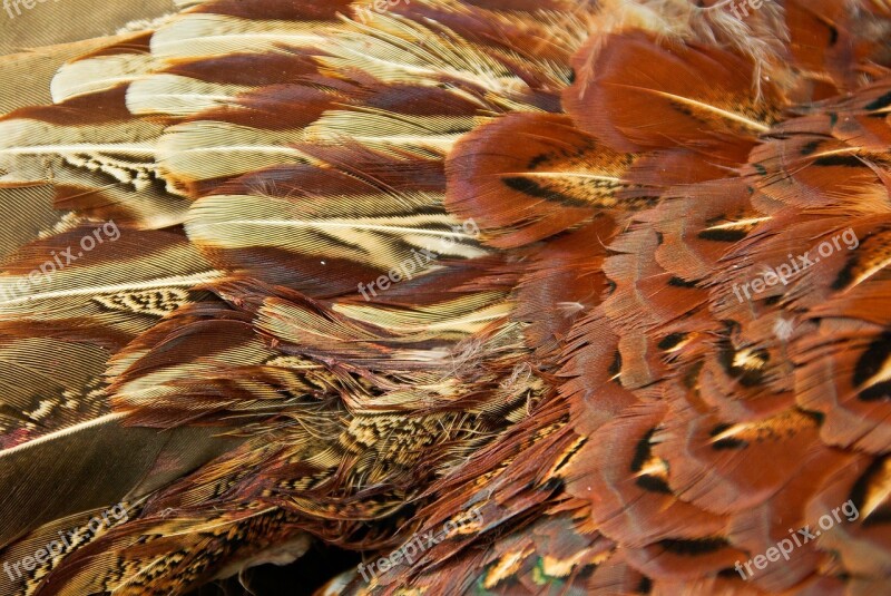 Pheasant Cock Feathers Game Wild Bird