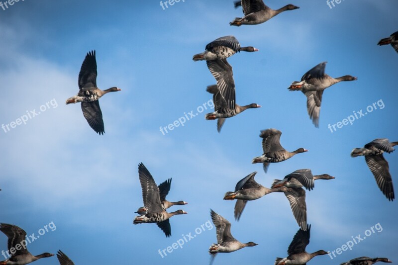 Geese Animals Goose Bird Nature