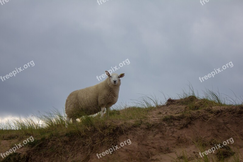 Sheep Scotland Grass Scottisch Free Photos