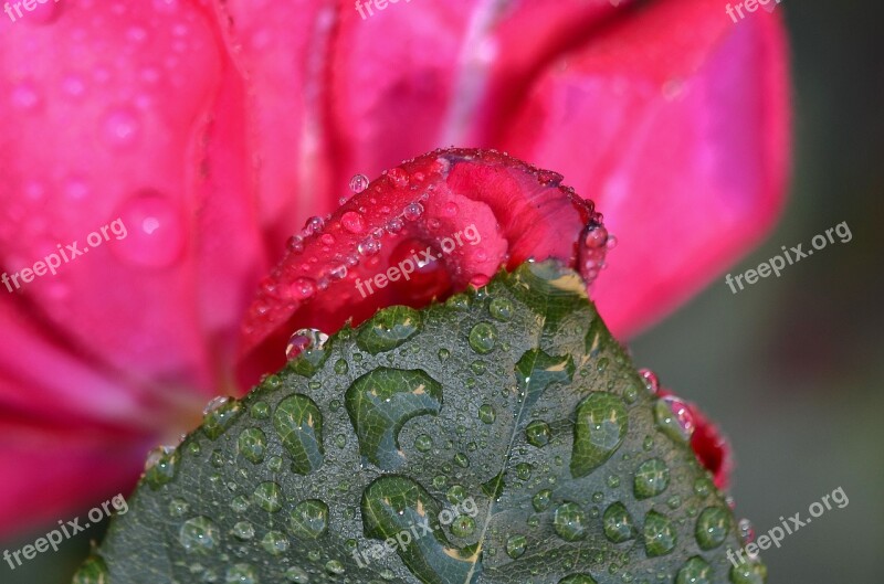 Rose Flower Pink Floral Nature