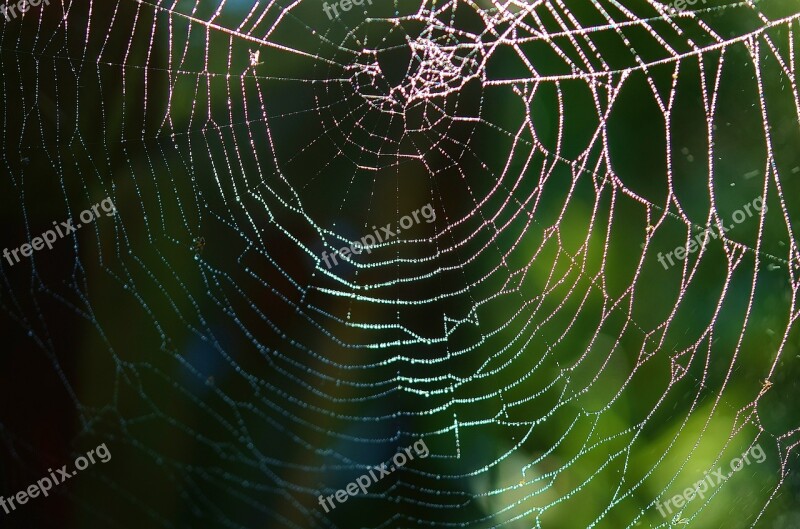 Spider Web Spider Web Net Animal