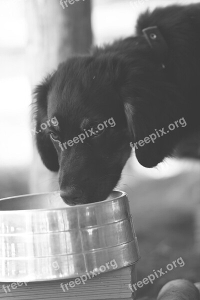 Dog Pooch Drinking Water Free Photos