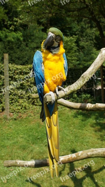 Parrot Ara Bird Colorful Yellow Macaw