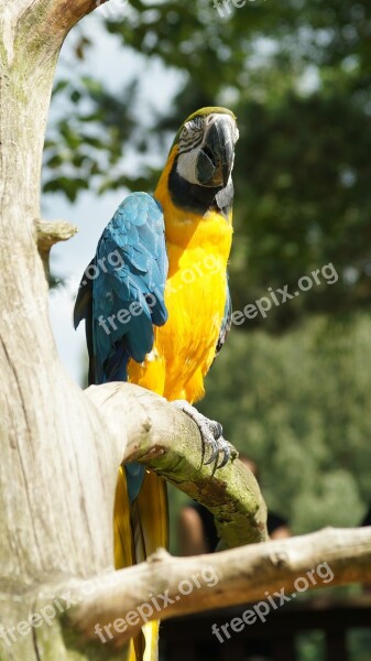 Parrot Ara Bird Colorful Yellow Macaw