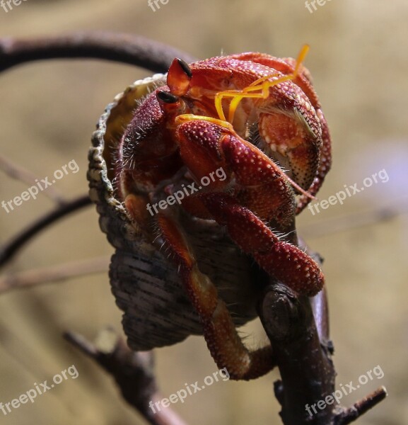 Hermit Crab Cancer Shell Eyes Crab