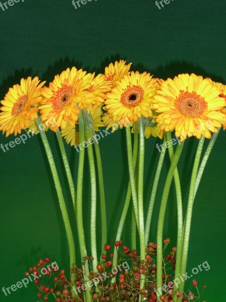 Gerbera Yellow Flowers Yellow Flower Colorful