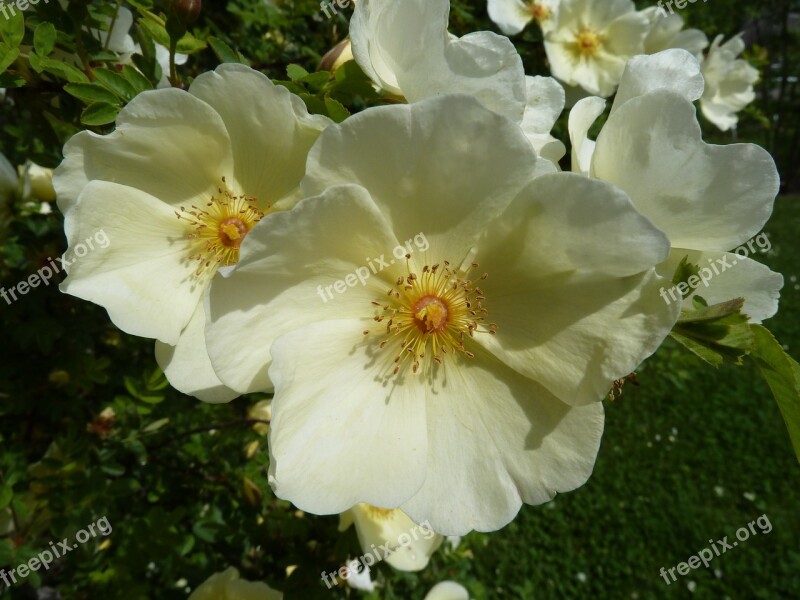 Wild Rose Cream Flowers Close Up Rose Bloom