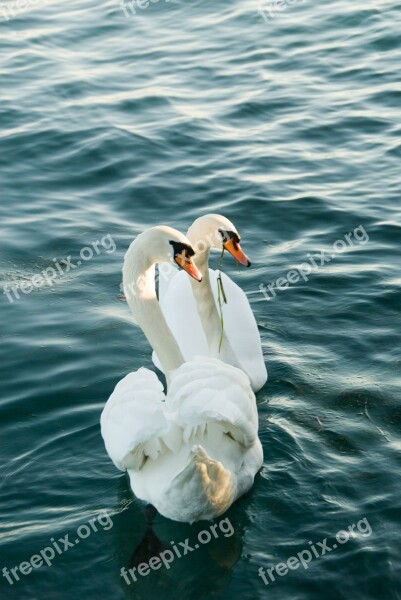 Swan Lake Couple Love Garda