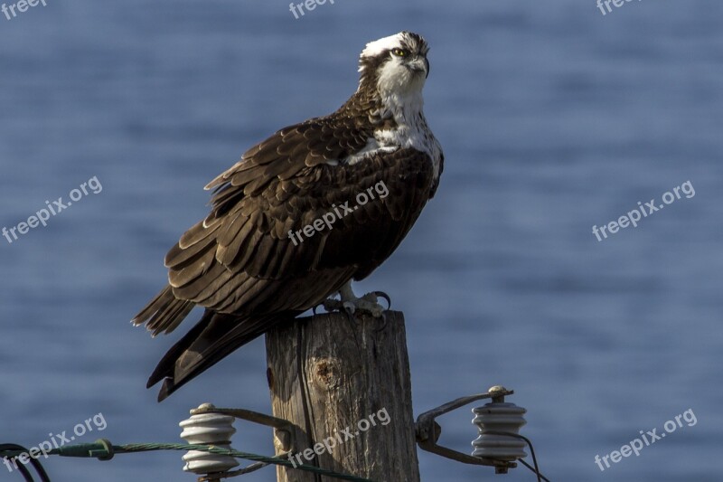 Osprey Bird Hawk Wildlife Predator