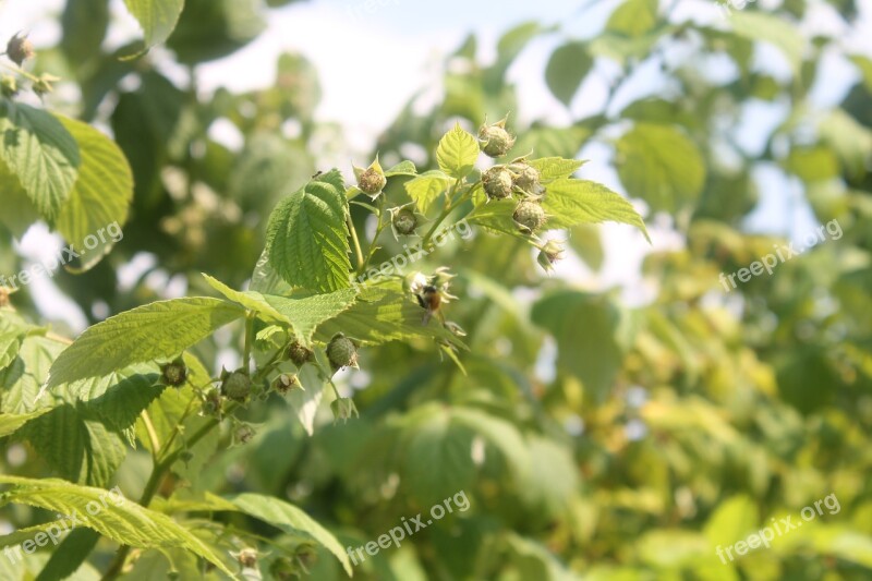 Raspberry Bush Plant Immature Green