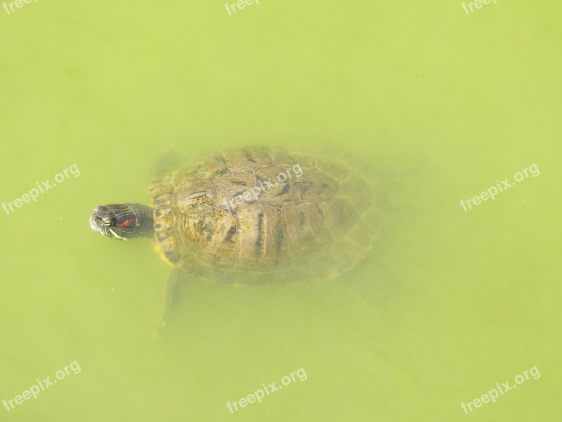 Turtle Water Animal Nature Wildlife