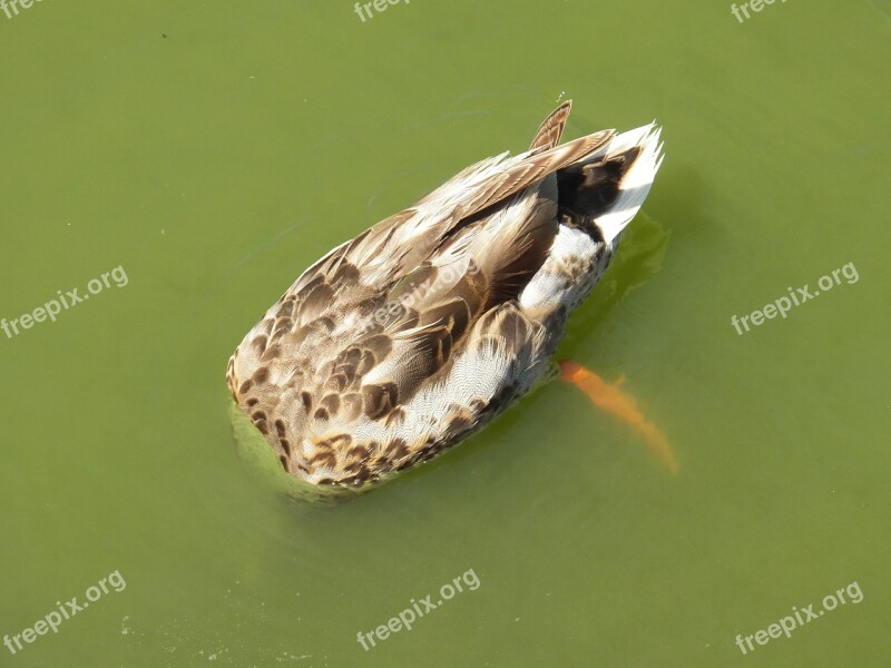 Duck Bird Water Pond Wild