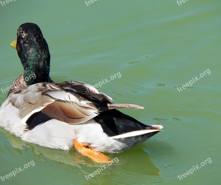 Duck Bird Water Pond Wild