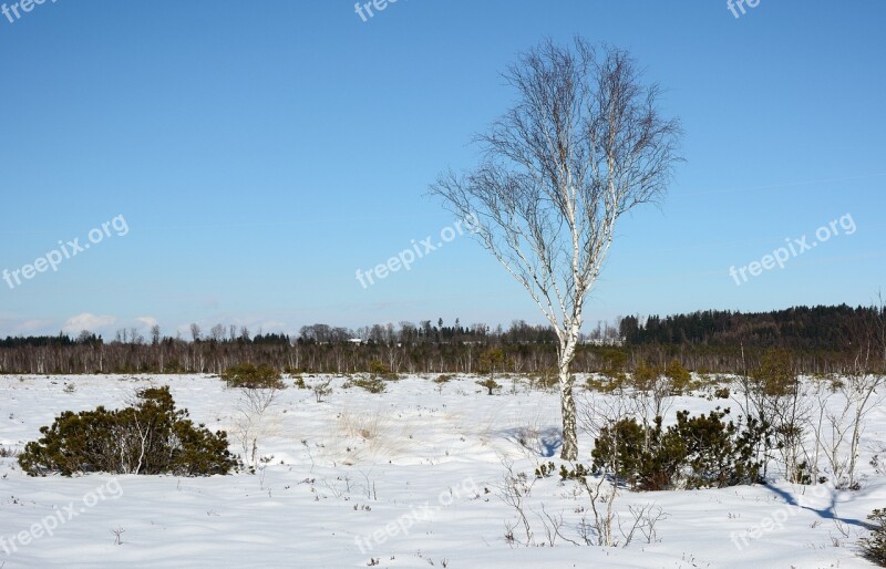 Winter Snow Tree Individually Birch