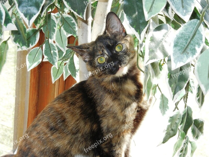 Kitten Calico Feline Female Eyes