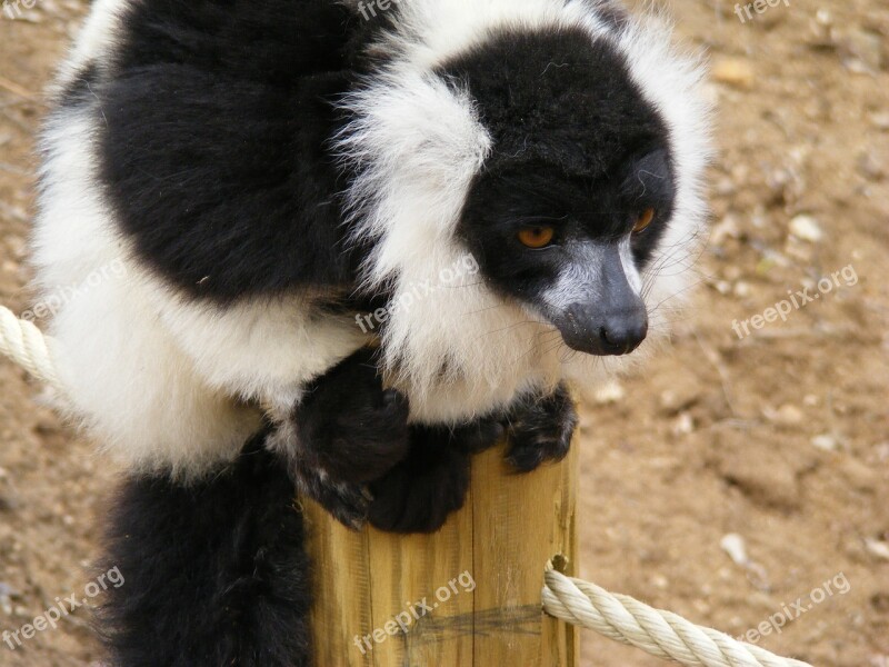 Lemur Maki Monkey Maki Zoo Monkey