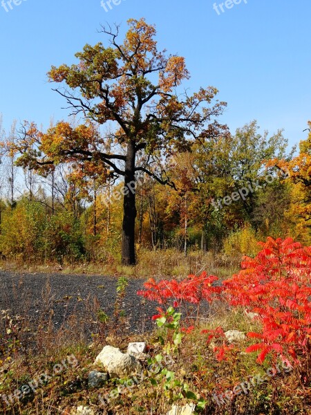 Autumn Foliage Yellow Leaves Tree Nature