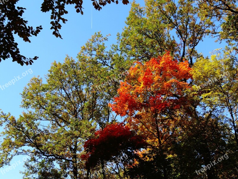 Autumn Foliage Yellow Leaves Tree Nature