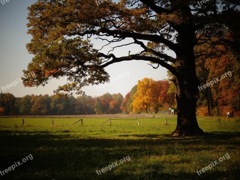 Autumn Foliage Yellow Leaves Tree Nature