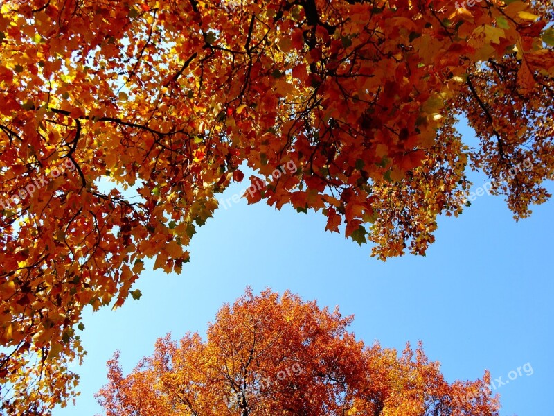 Autumn Foliage Yellow Leaves Tree Nature