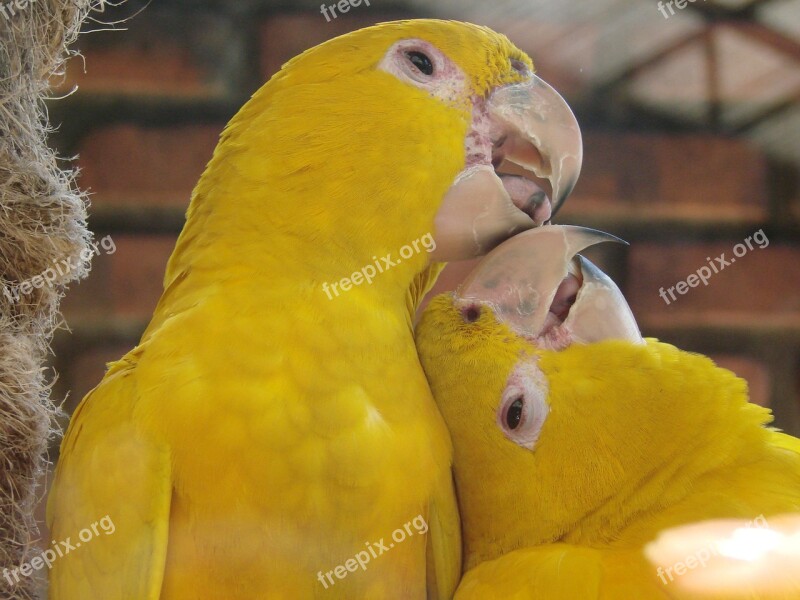 Yellow Birds Courtship Animal Nature Bird