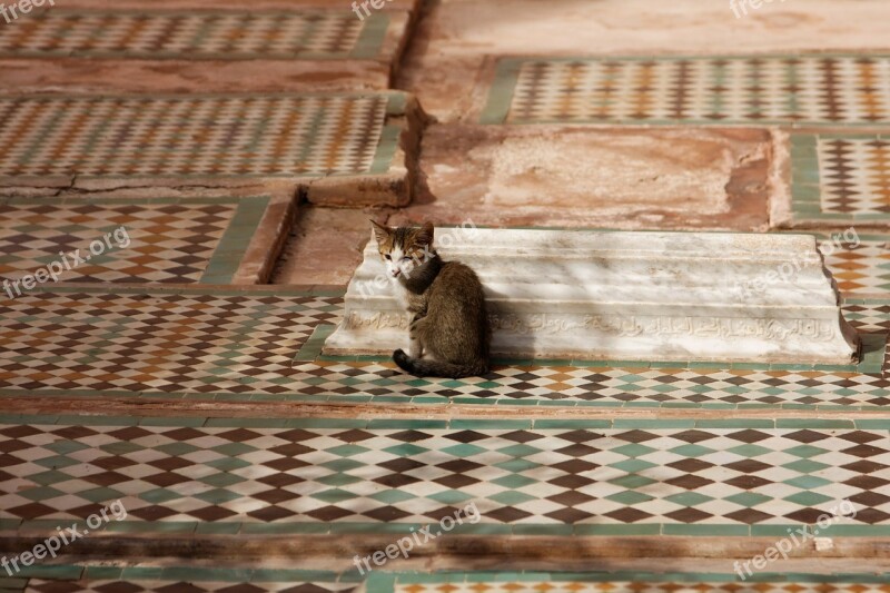 Cat Mosaic Morocco Free Photos