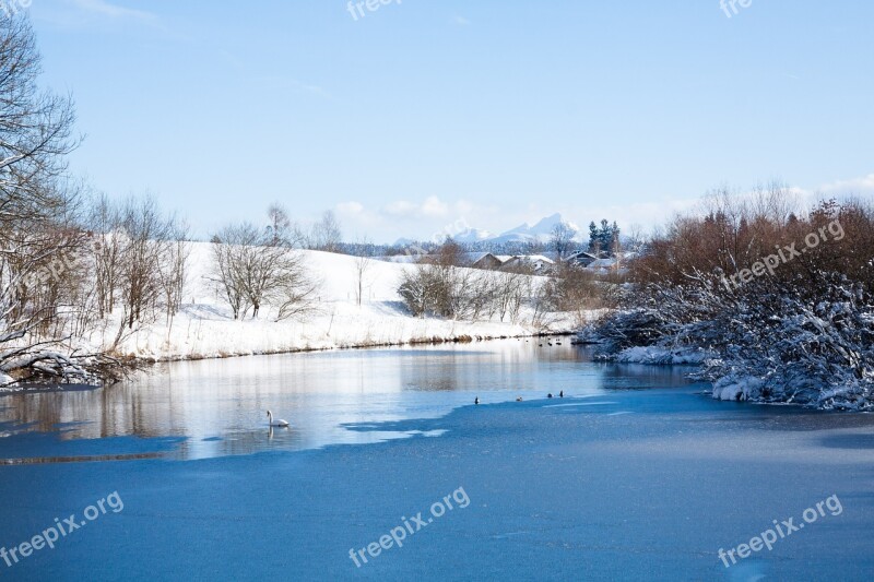 Lake Frozen Water Trees Swan