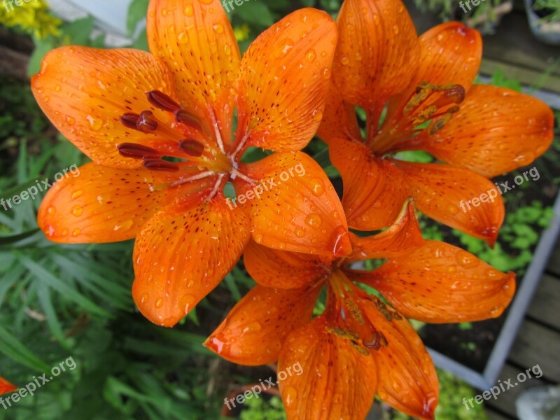 Lily Flower Orange Garden Flower Day Lily