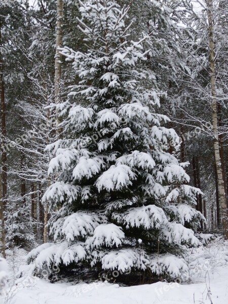 Gran Winter Snow Forest Free Photos