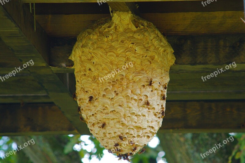 The Hive Wasps Nest Insect Animal