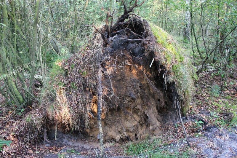 Roots Tree Nature Free Photos